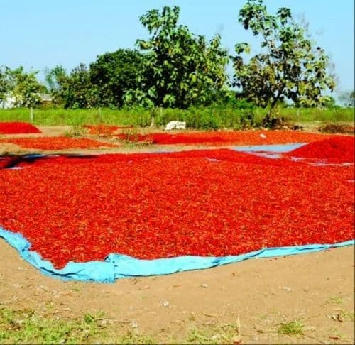 Silpaulin Pre & Post Harvest Sheets